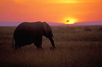 randywellsafricaelephant108wld.jpg