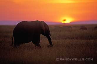 randy_wells-africaelephant108wld.jpg